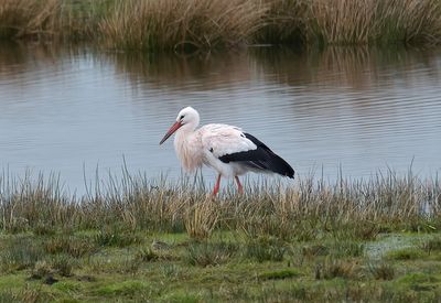 White Stork
