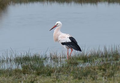 White Stork