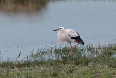 White Stork