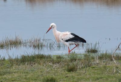White Stork