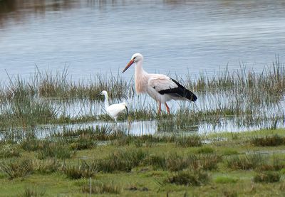 White Stork
