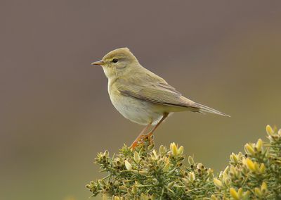 Willow Warbler