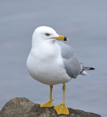 Ring-billed Gull