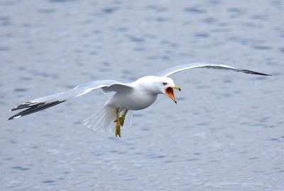 Ring-billed Gull