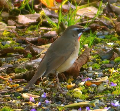 Siberian Rubythroat 