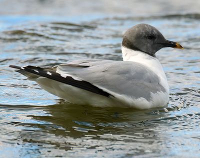 Sabine's Gull 