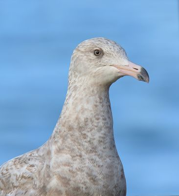 Glaucous Gull 