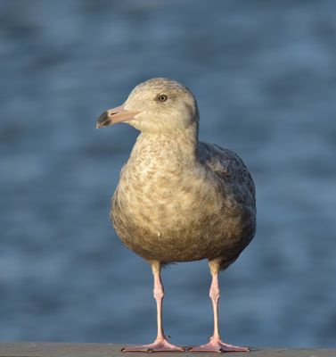 Glaucous Gull 
