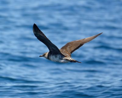 Long-tailed Skua