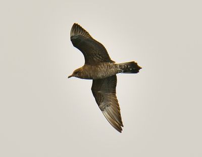 Long-tailed Skua
