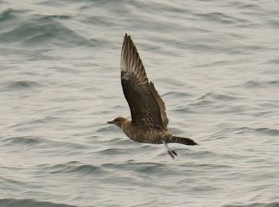 Long-tailed Skua