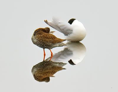 Little Gull