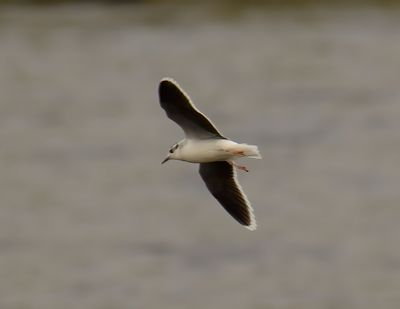 Little Gull 