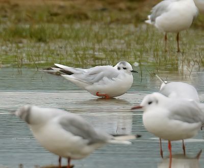 Little Gull