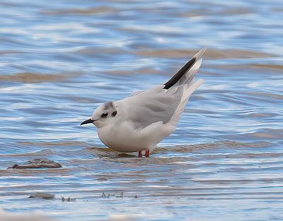 Little Gull