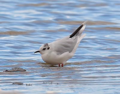 Little Gull 