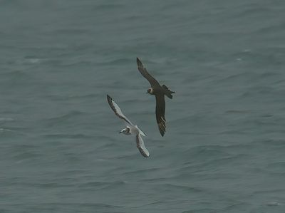 Arctic Skua 