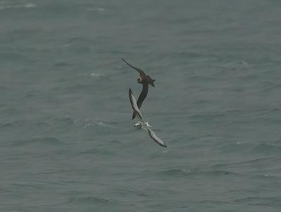 Arctic Skua 