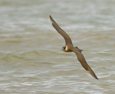 Arctic Skua
