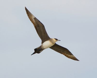 ARCTIC SKUA