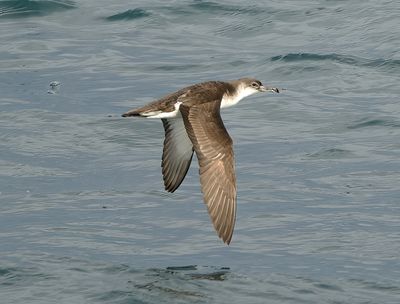 MANX SHEARWATER