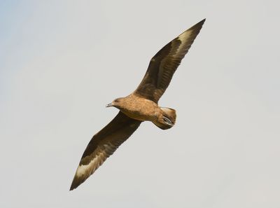 Great Skua