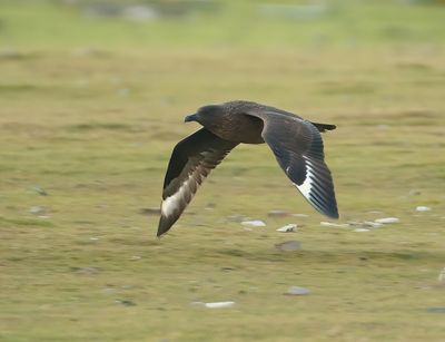 Great Skua 