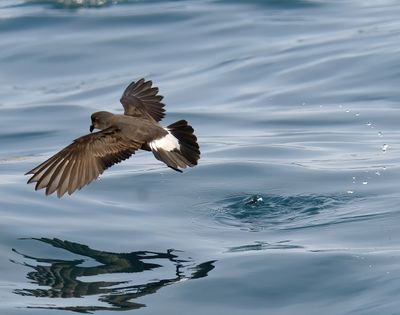 STORM PETREL