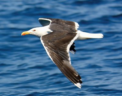 Great-black backed Gull