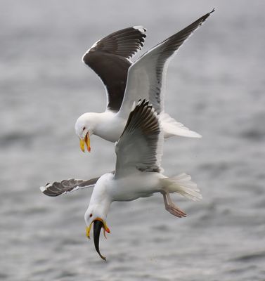 Great-black backed Gull 