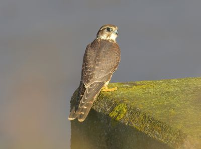 Merlin