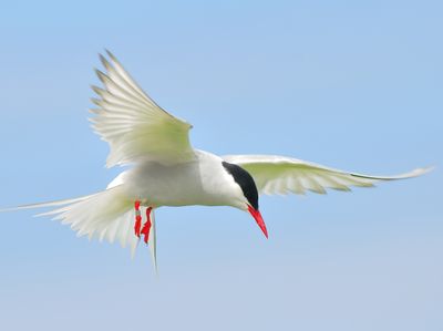 ARCTIC TERN