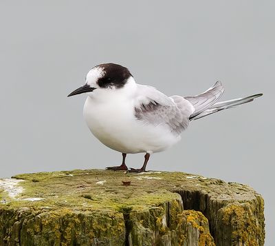 Arctic Tern 