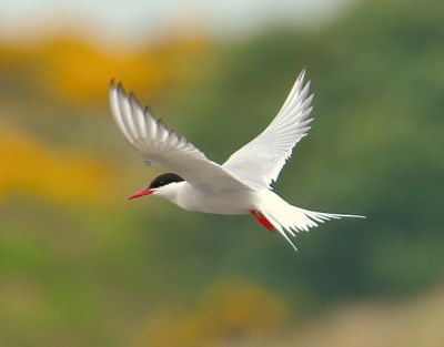 Arctic Tern 