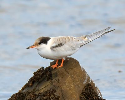 Common Tern