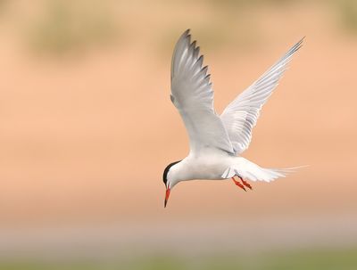 Common Tern