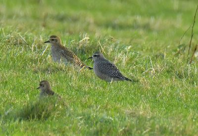 American Golden Plover 