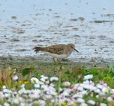 Temminck's Stint 