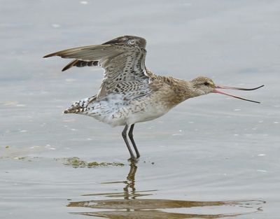 BAR-TAILED GODWIT