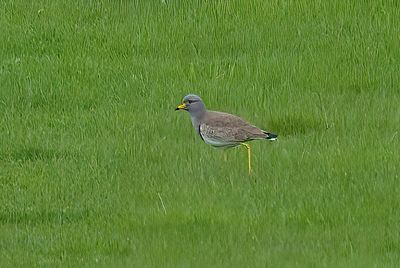 Grey-headed Lapwing