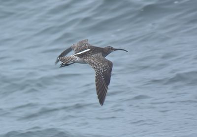 Whimbrel