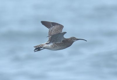 Whimbrel