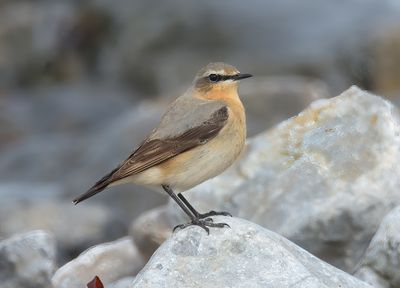 Wheatear