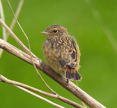 Stonechat