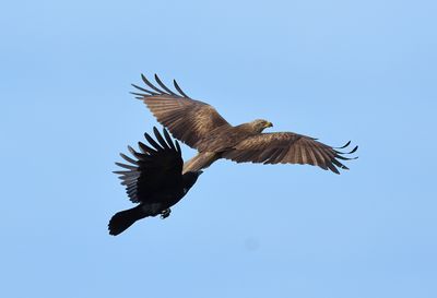 Black Kite