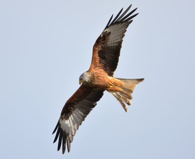 Red Kite 