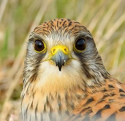 Kestrel 