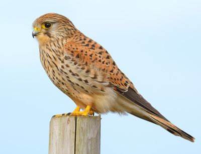 Kestrel 