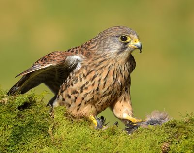 Kestrel 