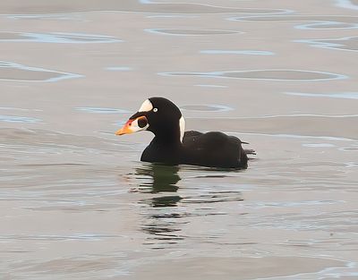 Surf Scoter 